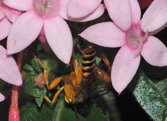 Echthromorpha agrestoria