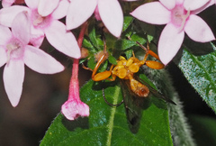 Echthromorpha agrestoria