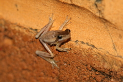 Litoria adelaidensis
