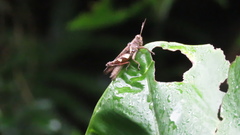 Xenocatantops brachycerus