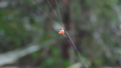 Argyrodes miniaceus