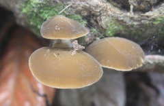 Simocybe phlebophora