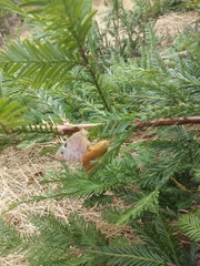Heteronympha penelope