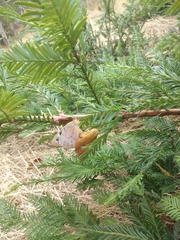 Heteronympha penelope