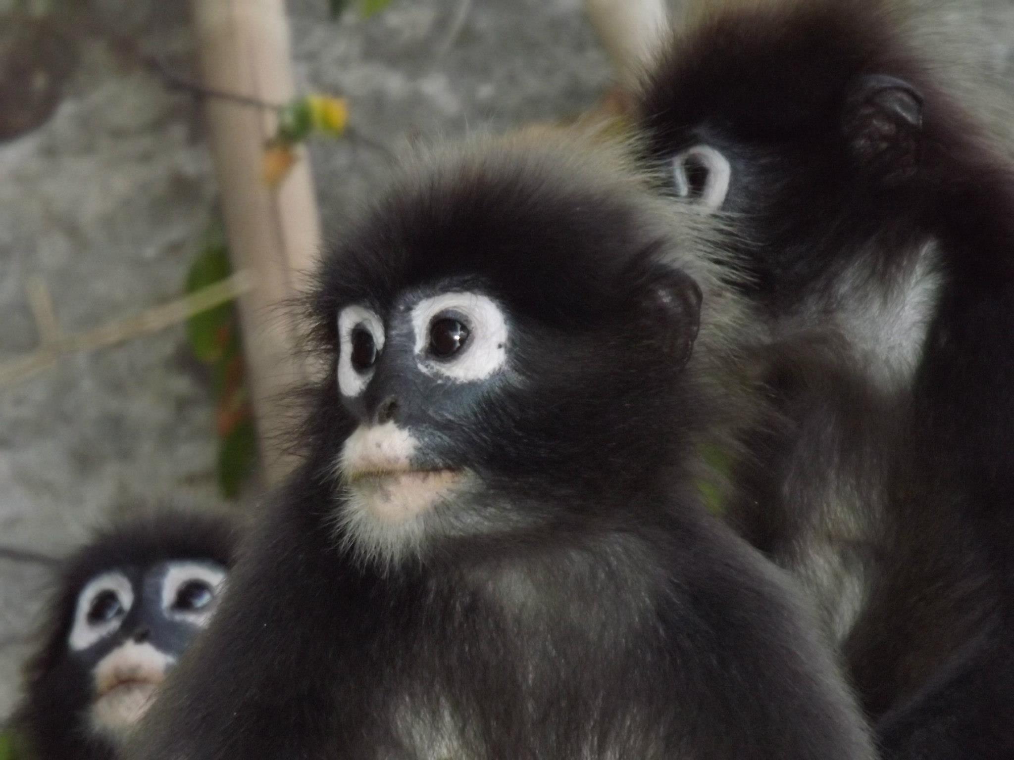 Dusky Leaf Monkey (Trachypithecus obscurus) · iNaturalist