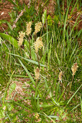 Plantago alpina