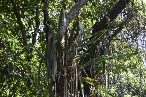 Billbergia tweedieana