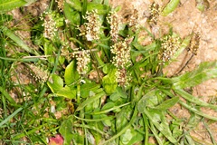 Plantago alpina