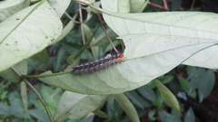 Lemyra rhodophilodes