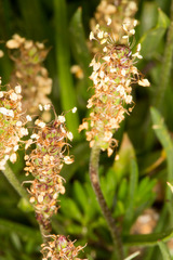 Plantago alpina