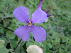 Orychophragmus violaceus