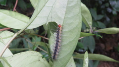 Lemyra rhodophilodes