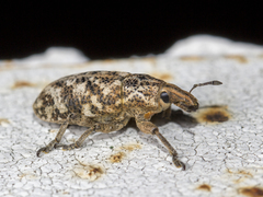 Cyphocleonus dealbatus