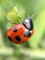Coccinella septempunctata