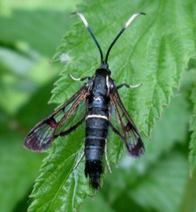 Synanthedon spheciformis