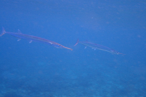 blackfin longtom