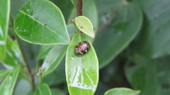 Gnezdilovius variabilis