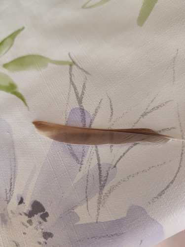 Plume de Bruant proyer