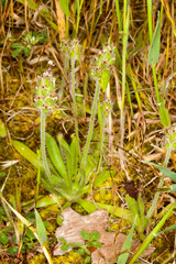 Plantago bellardii