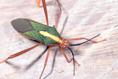 Lucullia flavovittata