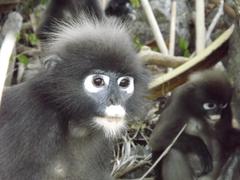 Trachypithecus obscurus seimundi
