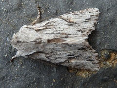 Egira crucialis