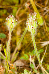 Plantago bellardii