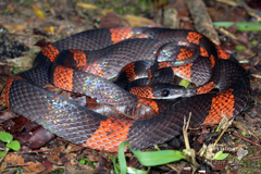 Oxyrhopus petolarius