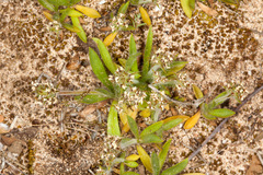 Plantago bellardii
