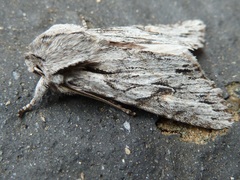 Egira crucialis