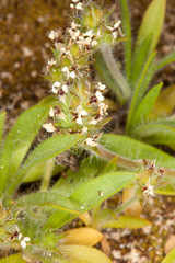 Plantago bellardii