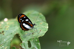 Hyposcada illinissa ida