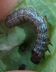 Egira crucialis
