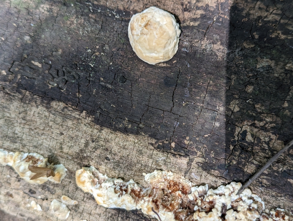 shelf-fungi-from-new-palestine-in-46163-usa-on-october-13-2023-at-02