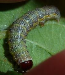 Egira crucialis