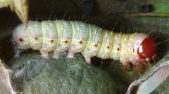 Egira crucialis