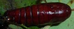 Egira crucialis