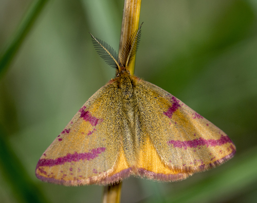 Purple-barred Yellow