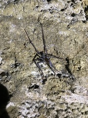 Spelungula cavernicola