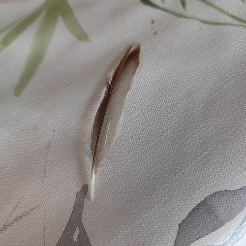Plume de Bruant proyer