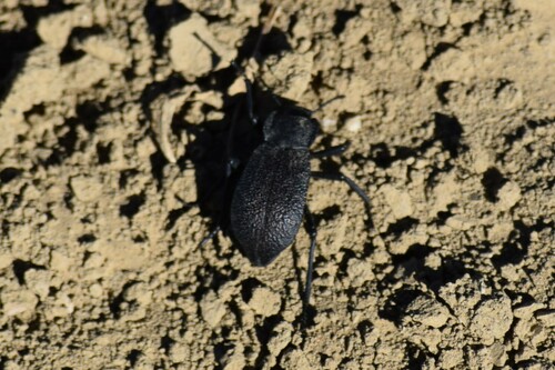 Philolithus elatus photo 5