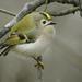 Kinglets - Photo (c) Alexandre Roux, some rights reserved (CC BY-NC)