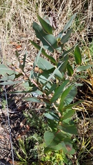 Eucalyptus nitens