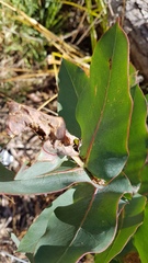 Eucalyptus nitens