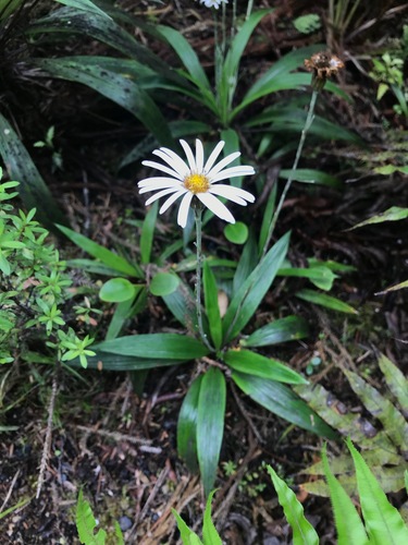 Image of Celmisia morganii by (c) anna-mac, some rights reserved (CC BY)