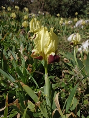 Iris pseudopumila pseudopumila