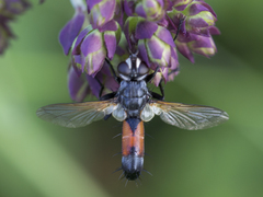 Cylindromyia brassicaria