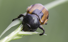 Anisoplia austriaca