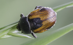 Anisoplia austriaca
