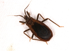 Tribelocephalinae